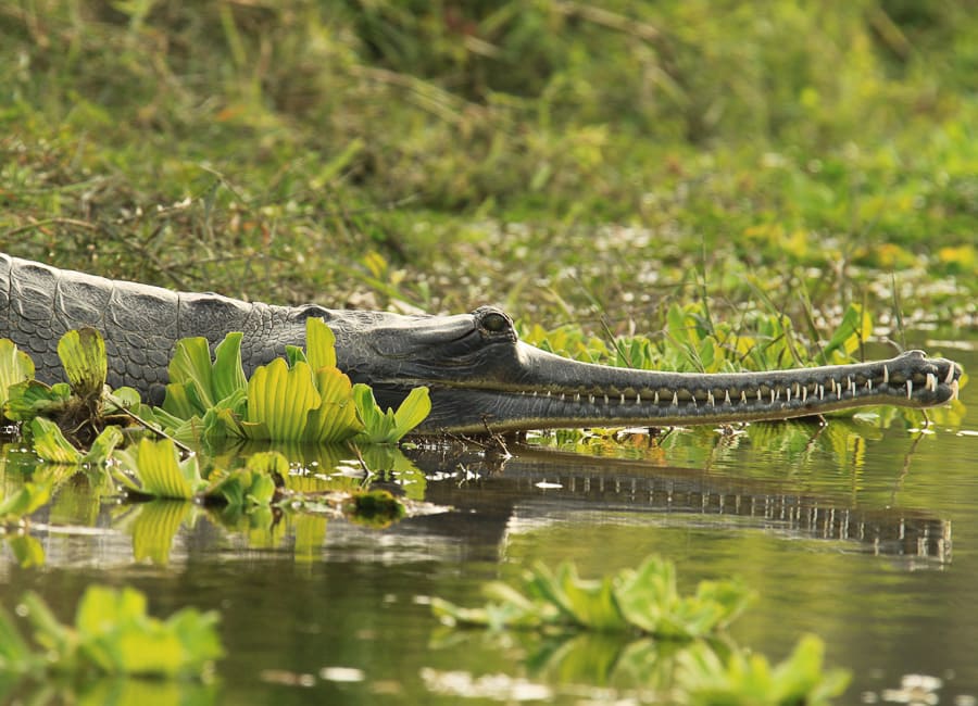 Chitwan National Park (Gharial crocodile) Nepal DT 18644599