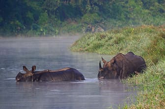 Chitwan National Park (Greater One-horned Rhinoceros) Nepal DT 12594663
