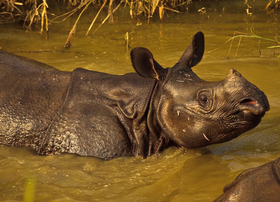 Chitwan National Park (Greater One-horned Rhinoceros) Nepal DT 13009265
