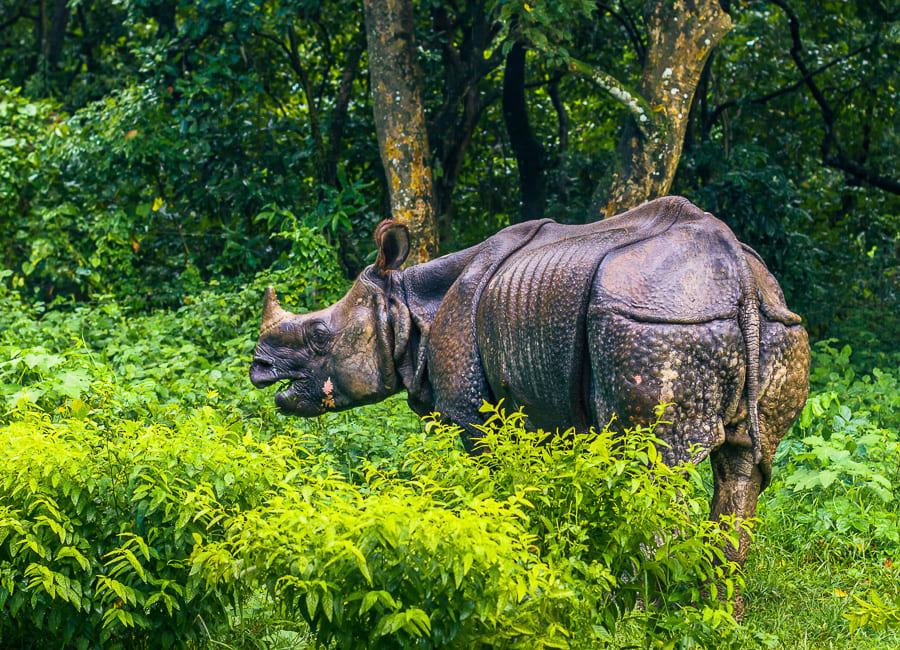 Chitwan National Park (Greater One-horned Rhinoceros) Nepal DT 86662520