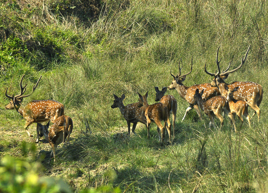Chitwan National Park (Spotted deer) Nepal DT 122207706