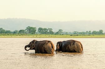 Chitwan National Park (elephants) Nepal DT 151659931