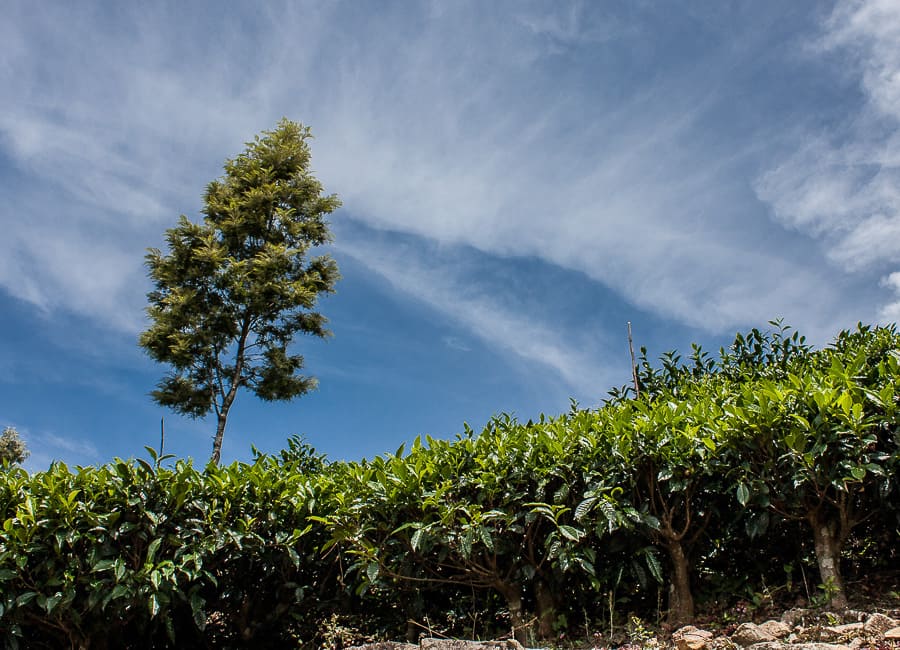 Dambatenne Tea Estate Haputale Sri Lanka 1 © Bennetts