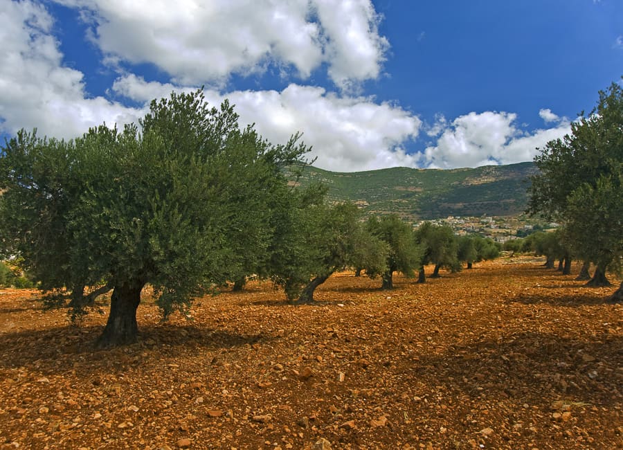 Galilee (olive grove) Israel DT 5889614