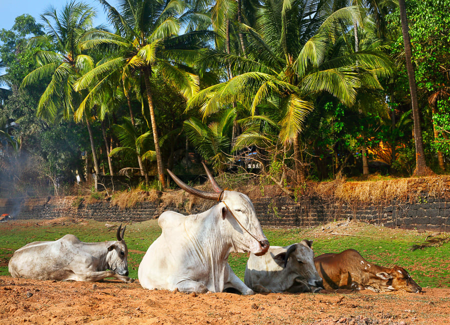 Goa (Candolim) India DT 22062936