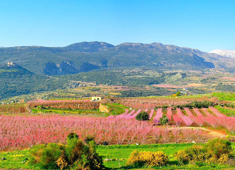 Golan Heights (Hermon Mountain) Israel DT 24078962