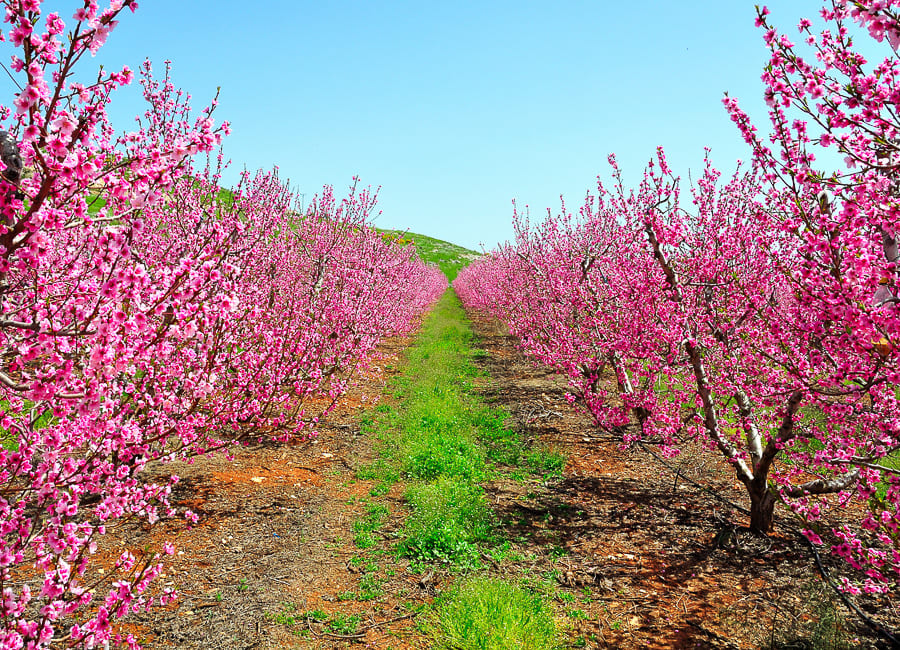 Golan Heights (Nectarine trees) Israel DT 24093682