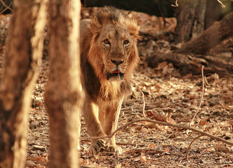 Gujarat (Sasan Gir National Park. Asiatic Lion) India DT 73869260