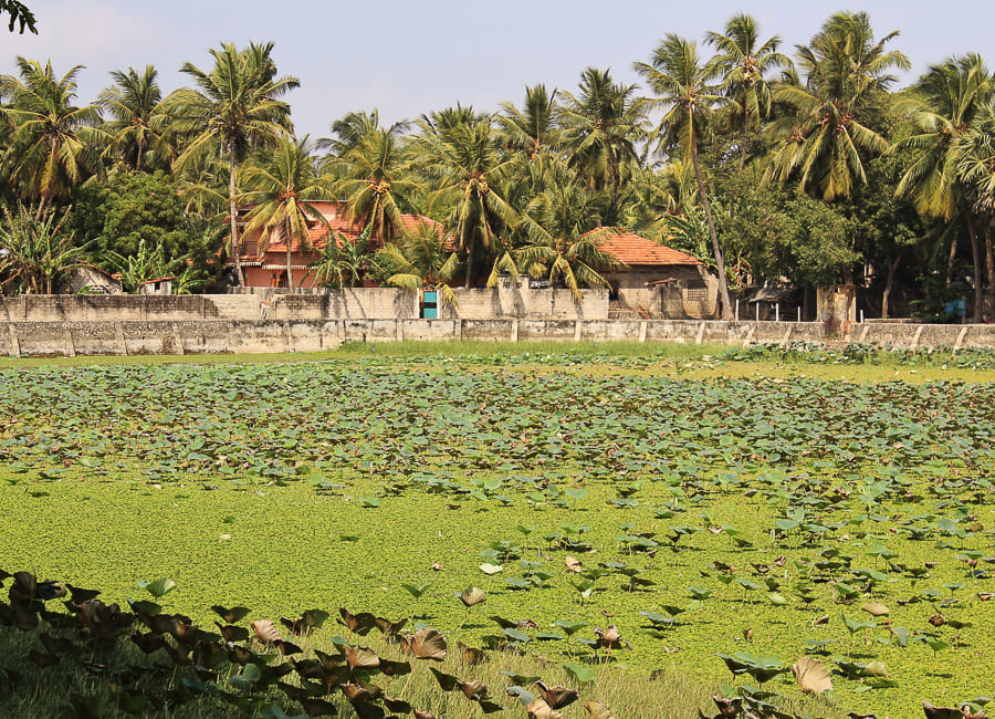 Jaffna (pond. lily pads) Sri Lanka DT 27521982
