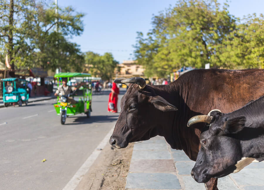 Jaipur (cows) India DT 76752246