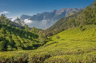 Kerala (Munnar. Tea planation) India DT 29624533
