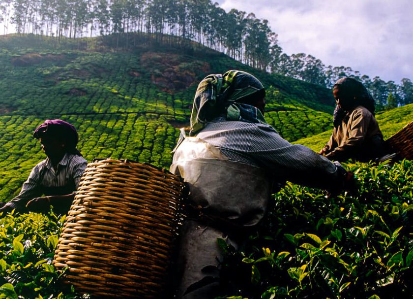 Kerala tea plantations South India DT1283347