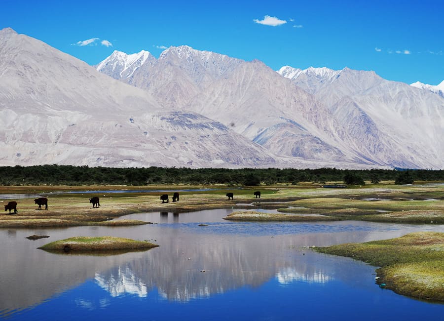 Ladakh (Nubra Valley. Nubra River) India DT 14821351