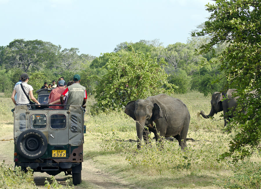 Minneriya National Park (elephants. Jeep safari) Sri Lanka DT 51824195
