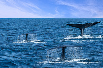 Mirissa (Whale watching) Sri Lanka DT 251179974