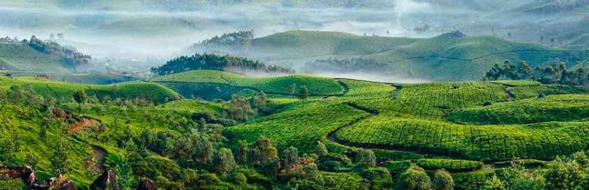 Munnar tea plantations South India DT64898552