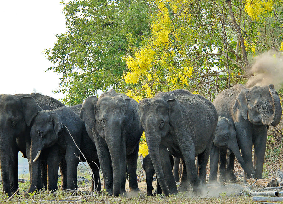 Nagarhole National Park India DT 2216437