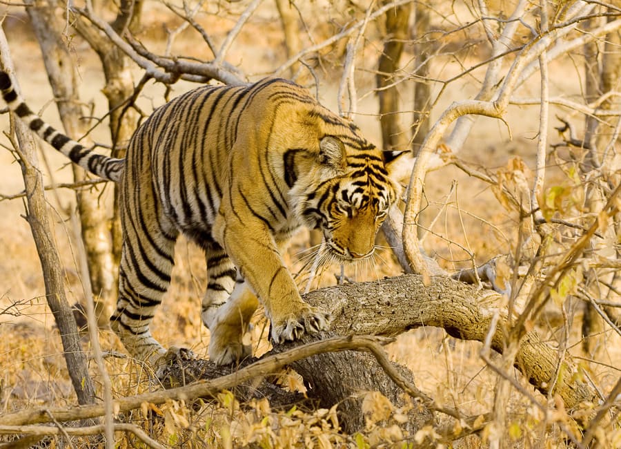 Ranthambore National Park (Tiger) India DT 23110079