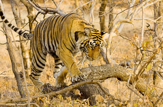 Ranthambore National Park (Tiger) India DT 23110079