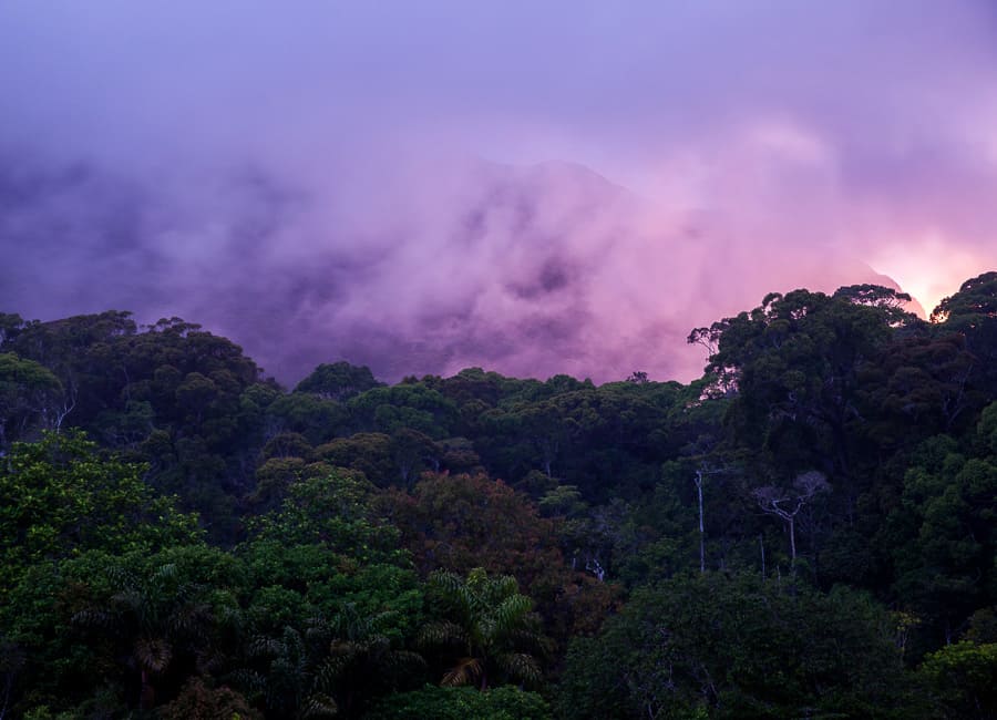 Sinharaja Forest Reserve Sri Lanka DT 69433244