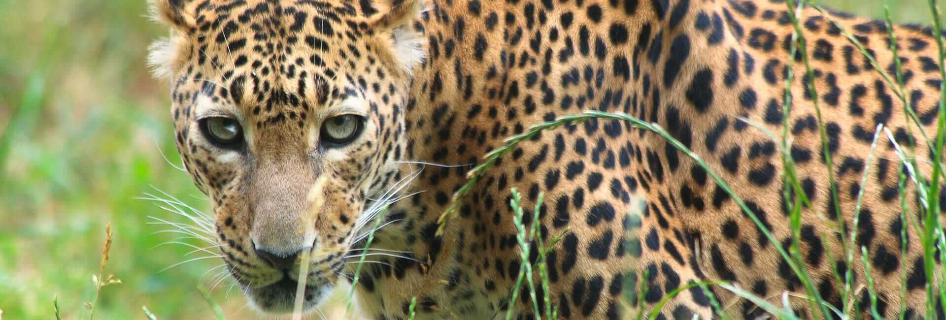 Sri Lanka Family Holiday with Teenagers - private Sri Lanka tour DT 2808194
