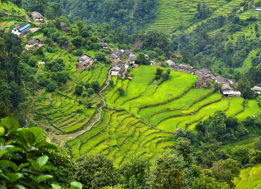 a. general (Gurung village. rice terraces) Nepal DT 34800987
