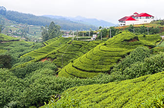 a. general (Tea plantation) Sri Lanka DT 57452198