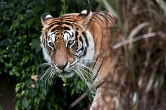 a. general (Wildlife Bengal tiger) India DT 21107386