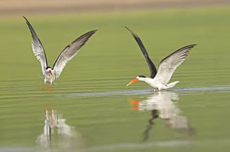 a. general (Wildlife birds Chambal River) India DT 50699446