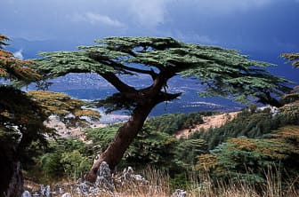 a. general (cedar of Lebanon. Lebanese cedar) Lebanon DT 48409818