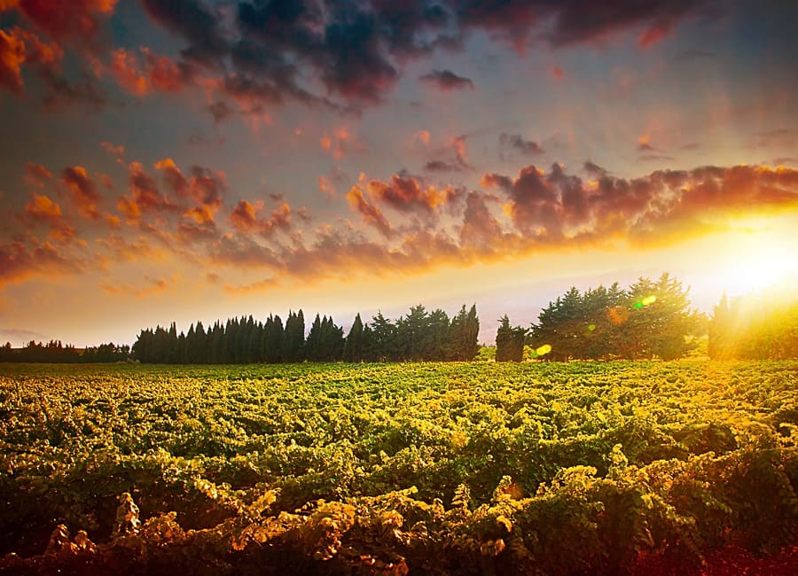 a. general (grape field. sunset) Lebanon DT 23985720