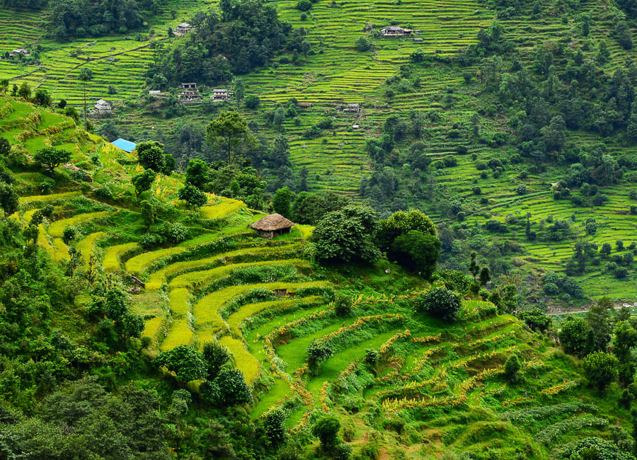 a. general (rice terraces) Nepal DT 34577980