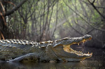 a. general (wildlife crocodile) Sri Lanka DT 49122626