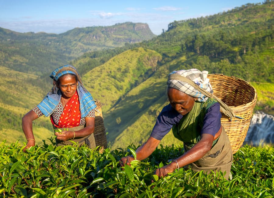 a. general (women tea pickers. Tea planation) Sri Lanka DT 45371013