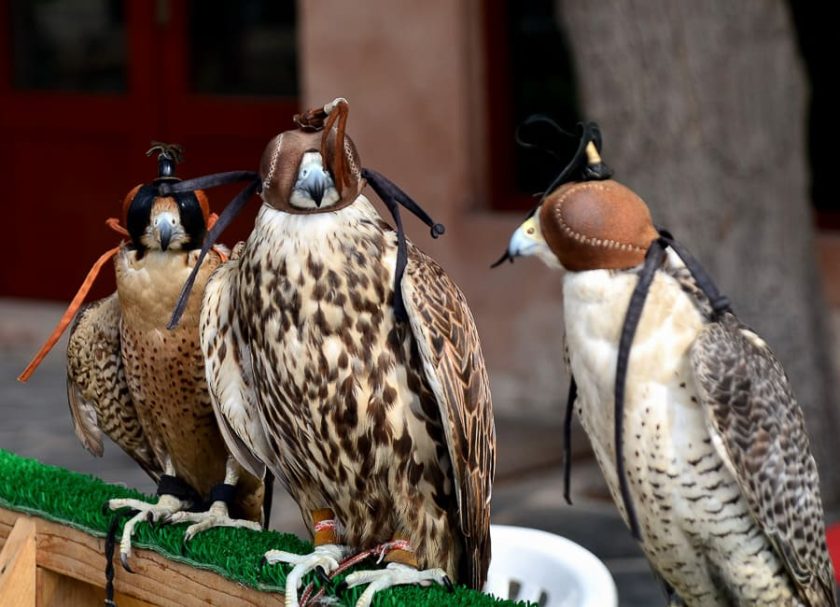 Abu Dhabi (Hunting falcons) UAE DT 34419427