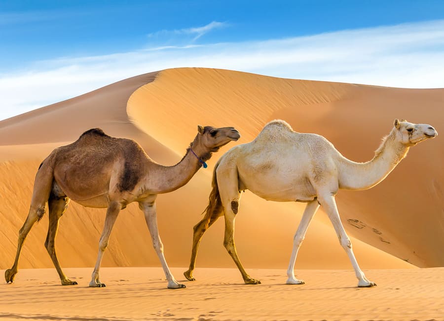 Abu Dhabi (Liwa Oasis) UAE DT 60351170