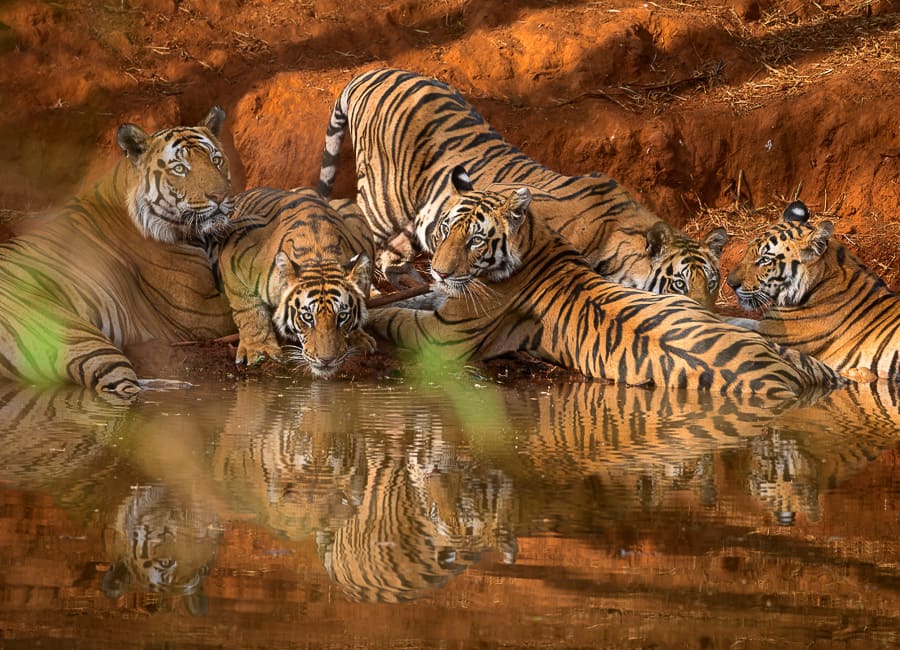 Bandhavgarh National Park (Bengal tiger) India DT 253493984
