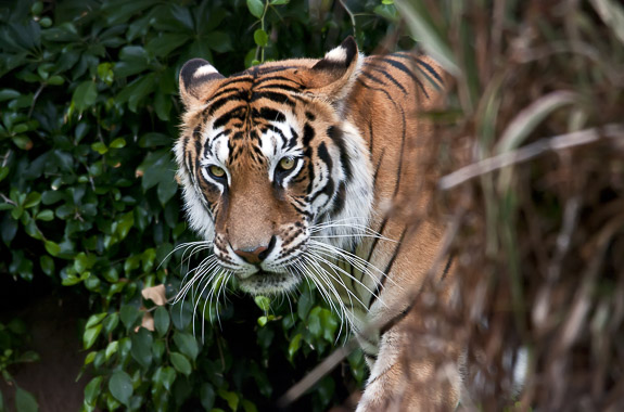 Classic India Tiger Safari - tailor-made India wildlife itinerary DT 21107386