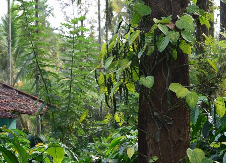 Coorg (pepper plantation) India DT 119544474