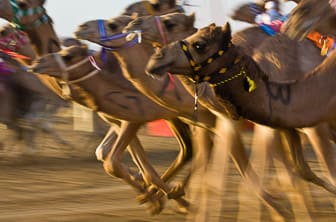 Dubai (Al Marmoum Camel Racetrack) UAE DT 28399590