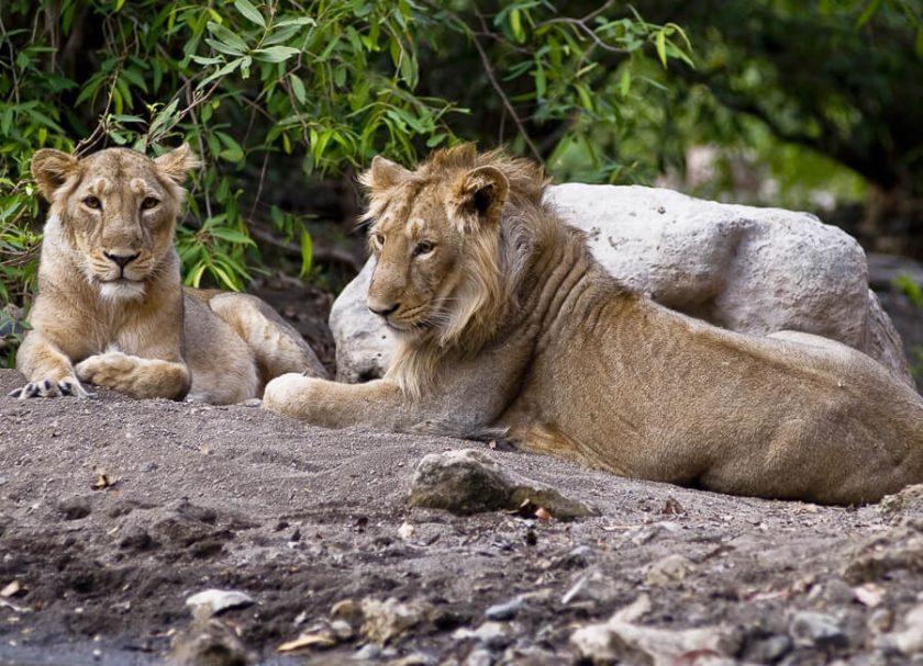 Gujarat (Sasan Gir National Park. Asiatic Lion) India DT 25185915