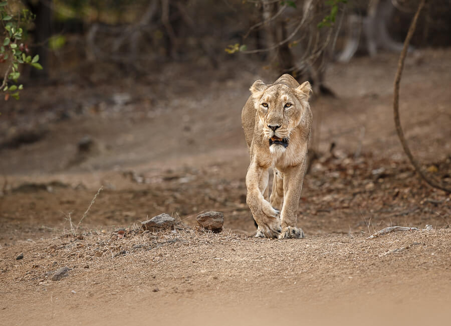 Gujarat (Sasan Gir National Park. Asiatic Lion) India DT 87096960