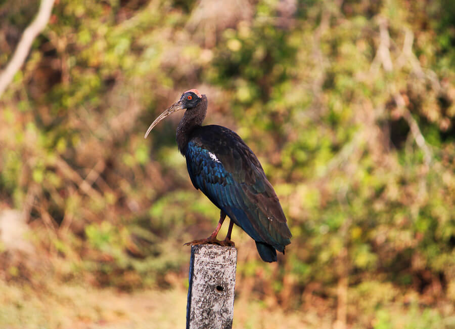 Gujarat (Sasan Gir National Park. Black Ibis) India DT 228979143