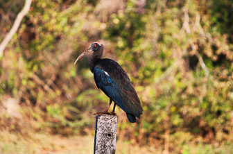 Gujarat (Sasan Gir National Park. Black Ibis) India DT 228979143