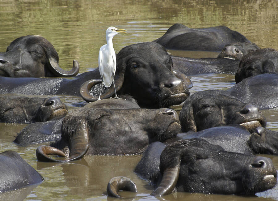 Gujarat (Sasan Gir National Park. Cattle egret. Water Buffalo) India DT 185828149