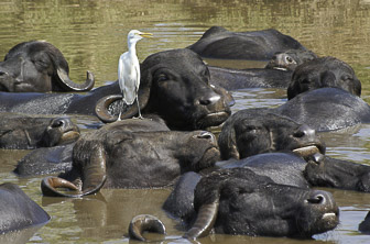 Gujarat (Sasan Gir National Park. Cattle egret. Water Buffalo) India DT 185828149