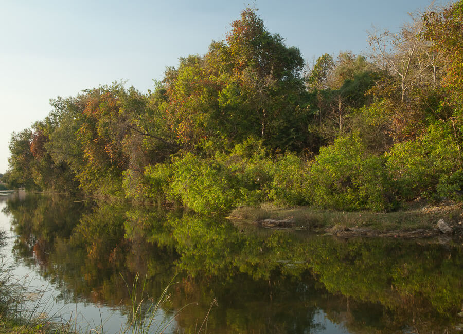 Gujarat (Sasan Gir National Park. Hiran river) India DT 205419815
