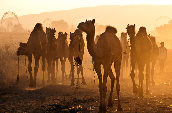 India and Pushkar Camel Fair - private holiday India DT 22225141