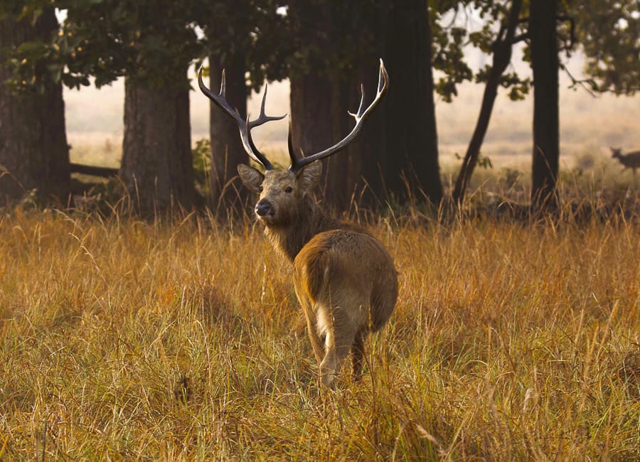 Kanha National Park (Barasingha deer) India DT 124477090