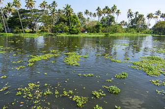 Kerala (Alappuzha. Alleppey. Vembanad Lake. backwaters) India DT 175720831